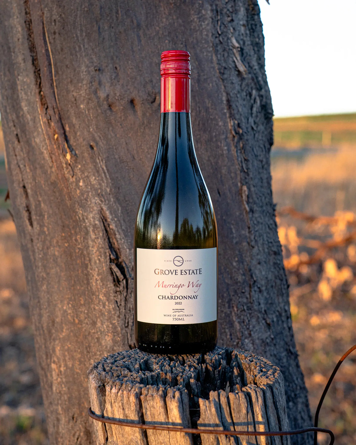 October Chardonnay Special — Limited Time